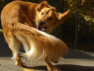 狗狗训练基本动作有哪些（狗狗6大动作训练方法与注意事项） - 胖萌舍宠物网