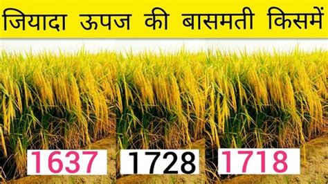 Pusa Basmati Manufacturer,Pusa Basmati Supplier