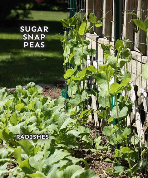 Sugar Snap Peas: How to Plant and Grow - SproutedGarden.com