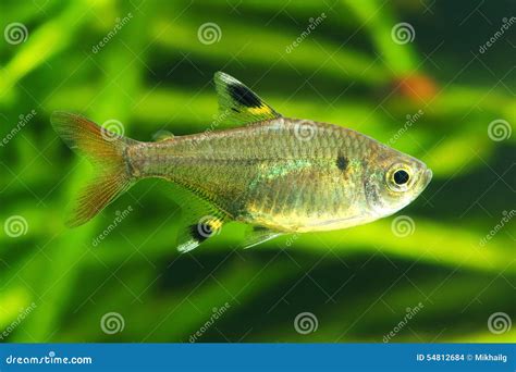 X-ray Tetra stock photo. Image of scale, iridescent, tank - 54812684