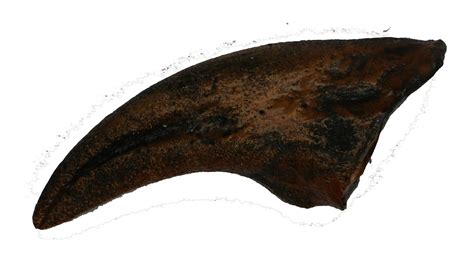 Nanotyrannus Dinosaur Life Size Foot Claw Fossil India | Ubuy