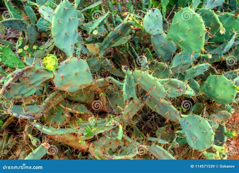 Cactus of Opuntia genus stock image. Image of arizona - 114571539