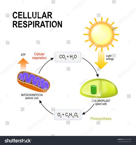 Ilustrasi Stok Cellular Respiration Vector Diagram Presentation ...