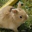 Image result for Baby Bunnies in Summer