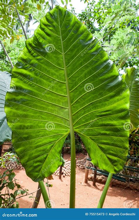 Xanthosoma, Elephant S Ear. Green Giant Leaf Stock Image - Image of botany, dasheen: 75515473