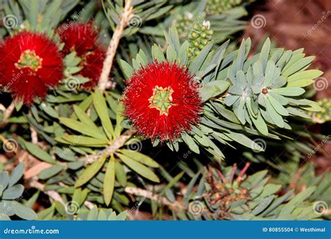 Callistemon Citrinus `Little John`, Little John Dwarf Bottlebrush Stock ...