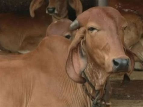 In Kutch, 9.72 lakh milch cattle of the cow-buffalo breed got ...