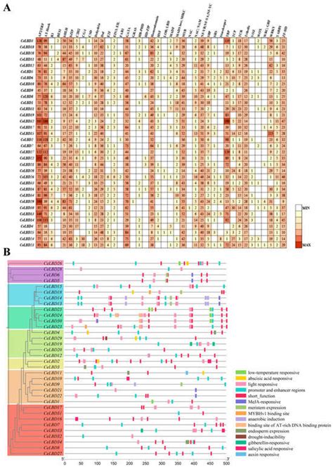 Characterization of LBD Genes in Cymbidium ensifolium with Roles in ...