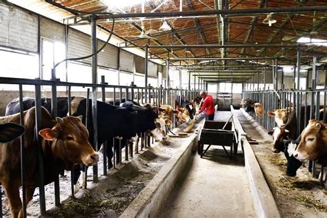 放养和圈养牛，哪个方式对养殖户的利益最大？