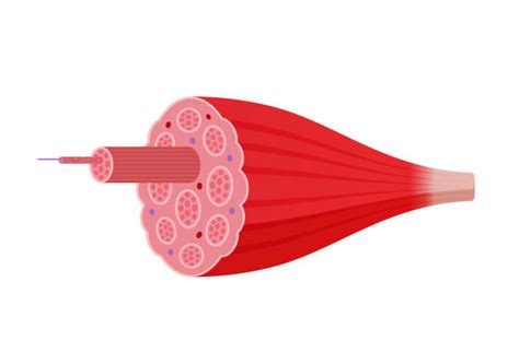 Image result for Muscle Cell Cartoon