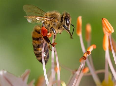 Beekeeping Tutorial 的图像结果