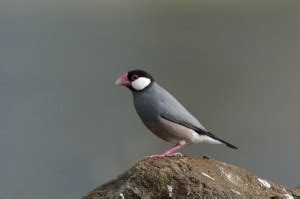 Image result for Java Sparrow Breed