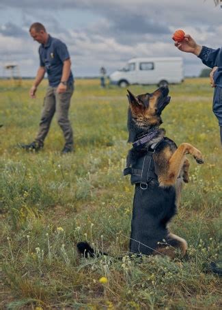 Trained Protection Dogs 的图像结果