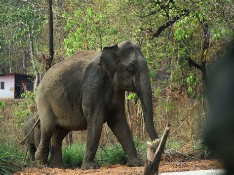 Kerala: Forest Department catches two wild elephants under Operation ...