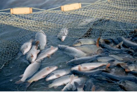 一线调研：为什么近期大宗淡水鱼价格出现明显上涨？未来价格走势如何？_养殖