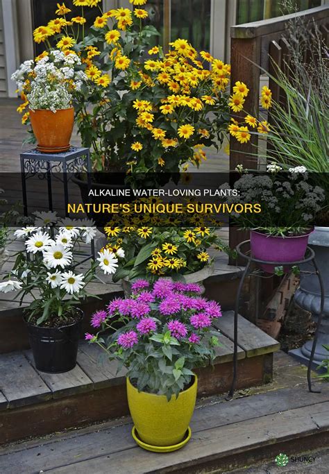 Alkaline Water-Loving Plants: Nature's Unique Survivors | ShunCy