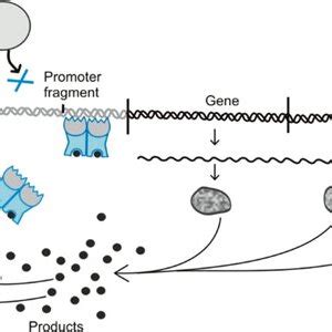 Image result for Negative and Positive Operons