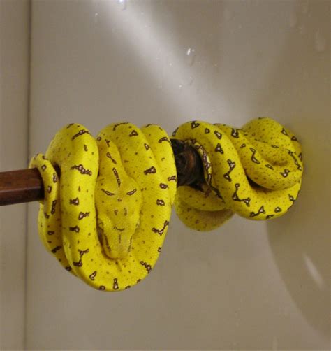 Morelia viridis Sorong NZ 06 in | Tiere | Kleinanzeigen