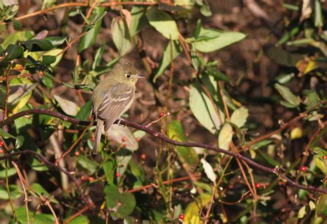 RBA - Pacific-slope Flycatcher - Cumberland County, PA by Drew Weber | Nemesis Bird