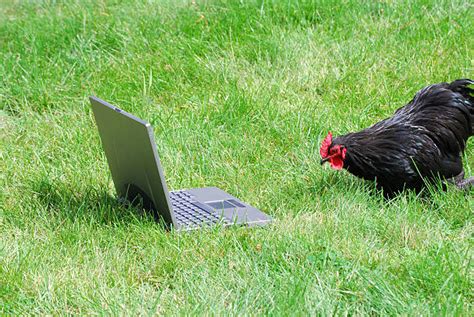 Image result for Hen Using a Computer