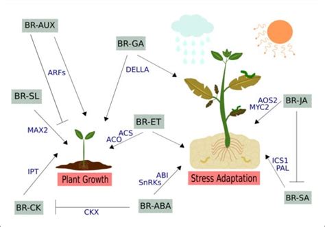 Brassinosteroids, the Sixth Class of Phytohormones: A Molecular View ...