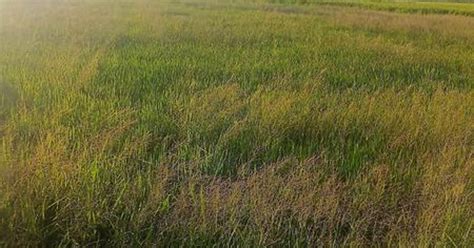 முதல்போக நெல் சாகுபடியில் ஆயிரக்கணக்கான ஏக்கரில் நெல் பயிா்கள் கருகல் ...