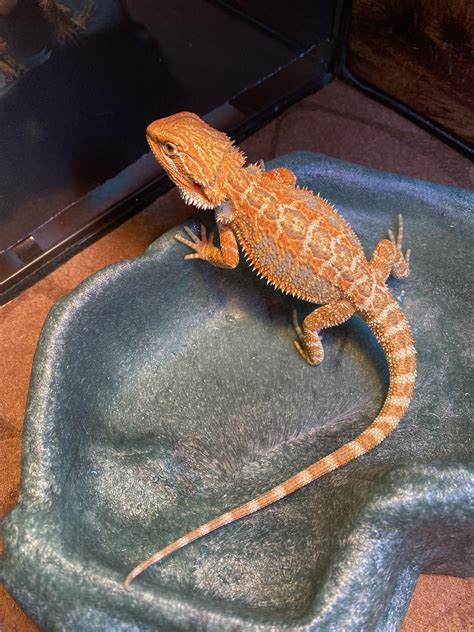 Bearded Dragon Color Variations 7 Reasons To Own A Bearded Dragon