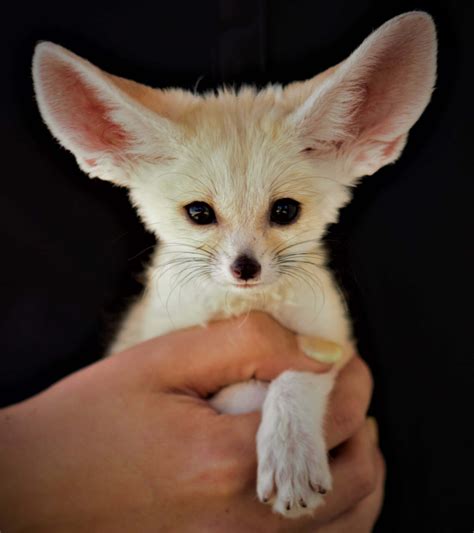 Cute Fennec Fox Sunlight Wallpaper | Background FREE Download - Vulplex.com