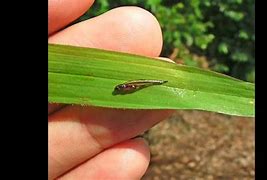 Image result for Smallest Cutest Animals