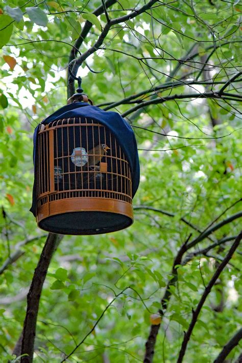Why the Caged Bird Is the Greatest Stoic | by Mukundarajan V N | The Daily Cuppa | Medium