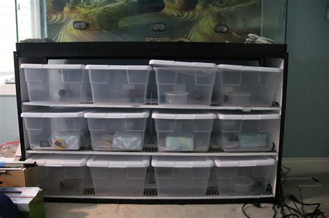 Image result for DIY Ball Python Rack