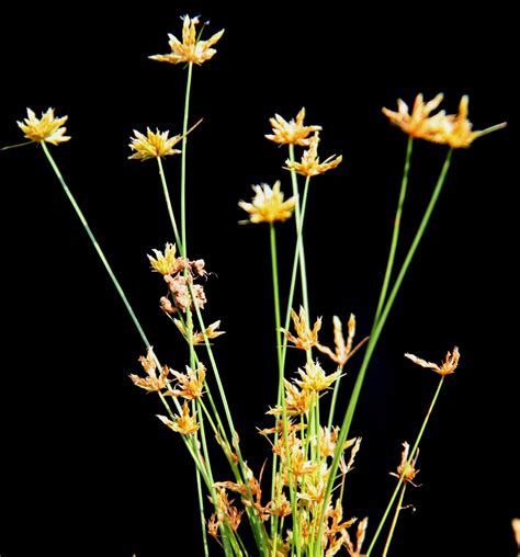 ATLAS of Medicinal Plants In Gandhamardan