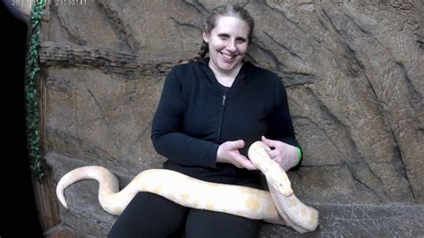 Giant Pet Python 的图像结果