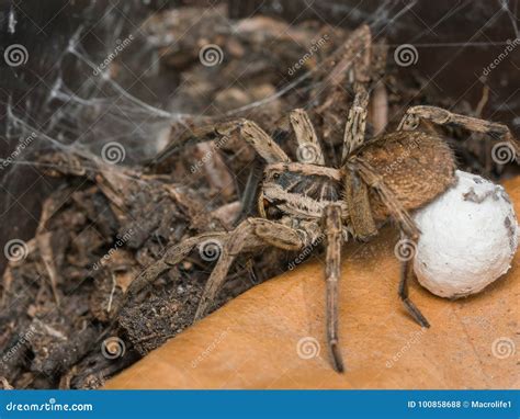 Spider with her egg sack stock photo. Image of wolf - 100858688