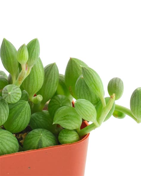 Curio Herreanus 'String of Watermelons' – Shop Succulents