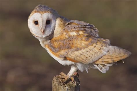 Image result for Baby Owl Springwatch