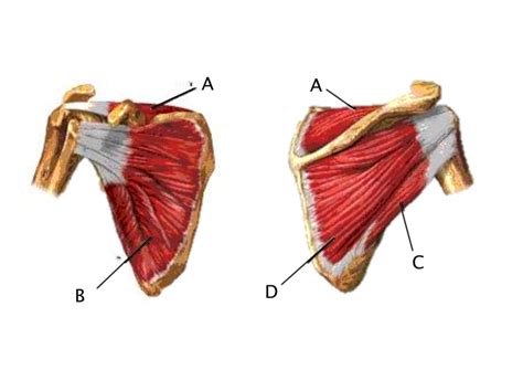 Image result for Rotator Cuff Muscle Actions