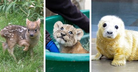 Cutest Zoo Animals 的图像结果