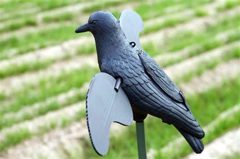 Image result for Mojo Crows