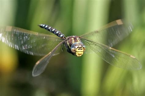 Dragonfly Pro System 的图像结果