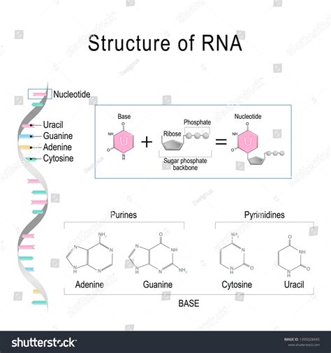 RNA Formula 的图像结果