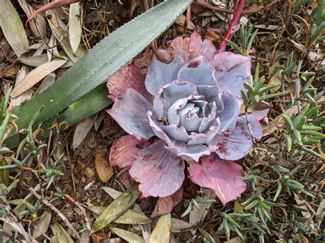 2025 Portola Garden Tour, Sunrise Vista Chino, Palm Springs, 27 ...