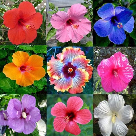 Hibiscus Flower Seeds 100 Mixed Color Seeds for Planting | Etsy