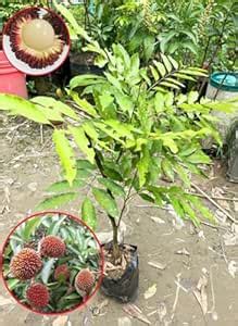 Cloud Farm Pulasan (Nephelium mutabile) Live Rare Exotic Fruit Plant ...
