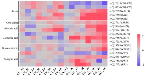 Transcriptome Analysis in Male Strobilus Induction by Gibberellin ...