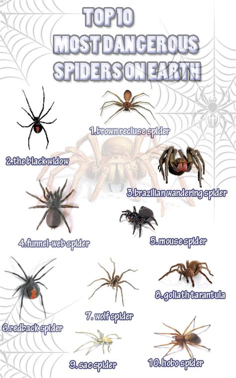Top 10 Most Dangerous Spiders On Earth Infographic #Spiders | Dangerous spiders, Spider ...