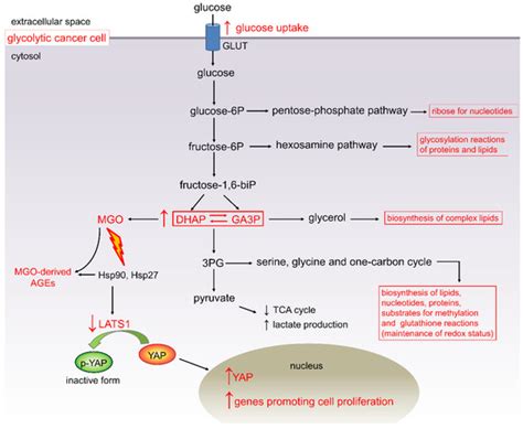 Diabetes and Pancreatic Cancer—A Dangerous Liaison Relying on Carbonyl ...