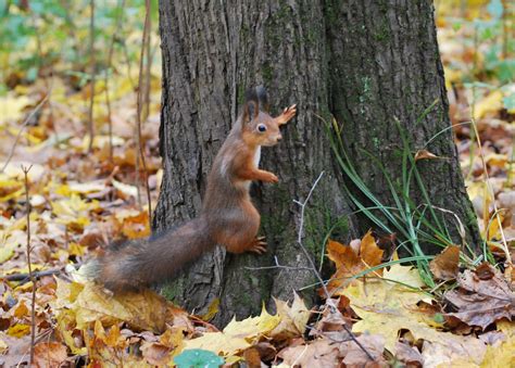 Wallpaper leaf fall, squirrel, tsaritsyno, animal photo, nature, park ...
