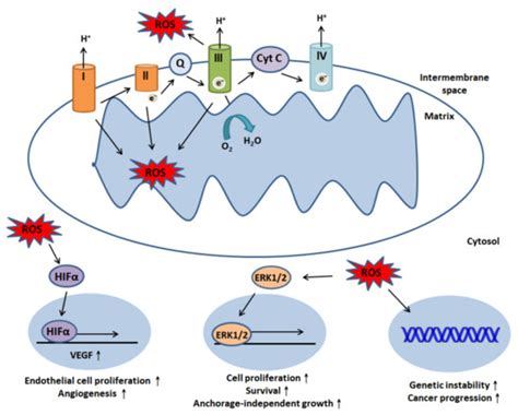 The Role of Necroptosis in ROS-Mediated Cancer Therapies and Its ...