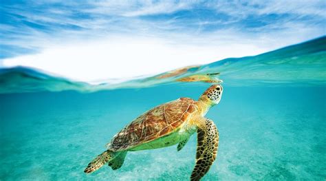 BEACHES NEGRIL - All-inclusive Resort Reviews, Photos, Rate Comparison ...